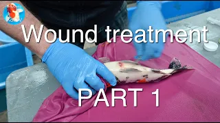 Wound treatment | KOI FISH part 1