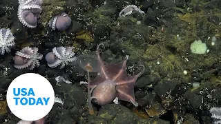 Researchers uncover rare deep-sea octopus nursery | USA TODAY