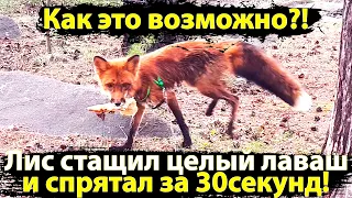 Лиса по имени Мики стащил целый  лаваш, один съел, а второй спрятал))) / MIKI THE FOX