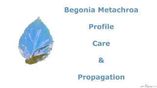 Begonia Metachroa   Profile, Care, & Propagation