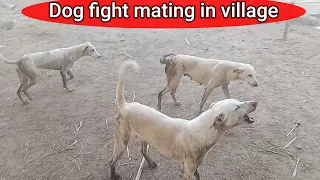 Real dog fight mating