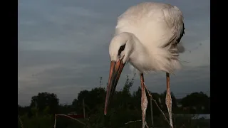 🥚🥚 🥚 🥚 яйца готовы! Горшочек не вари. Гнездо аистов 22 апреля  2024