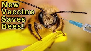 New Honey Bee Vaccine Gets USDA-Approval (Ep #221)