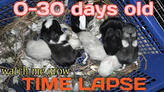 BABY RABBIT GROW UP | time lapse |