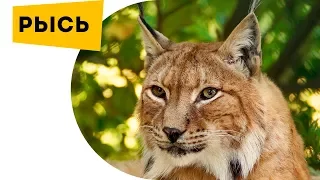 Наука для детей Животные Рысь Лучшие кадры с хищником. Lynx Bobcat Про животных для детей