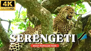 Exploring Serengeti National Park, Tanzania #safari #wildlife #4k #nature