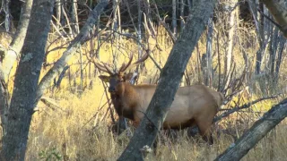 Bison Hunt at Silvertine in Saskatchewan