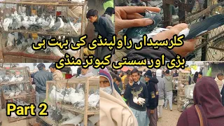 Kallar Syedan Kabootar Mandi Latest Update Part 2 || High Flyer Pigeon || Kabutar Market !!