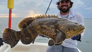 Goliath Grouper Fishing Inside Tampa Bay