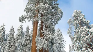 Beautiful Peaceful music, Relaxing  Soothing Instrumental music 4K " Sequoia Snowfall" by Tim Janis