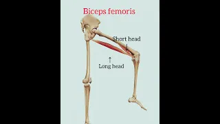 #anatomy Biceps femoris #action #physio #shortsfeed #like #share #shortvideo #physiotherapy