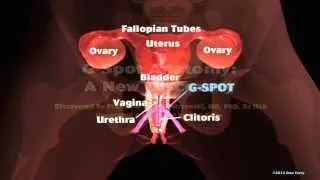 Female Reproductive Model: Internal Genitalia - G-spot location.mov