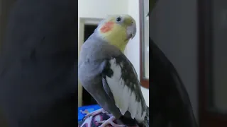 Cockatiel bird singing Pretty Pretty Bird 🐦  🦜 🦜 | How my bird singing |Viral |@GingerGarlic-he8tr