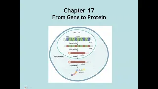 Chapter 17 From Gene to Protein