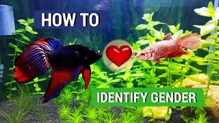 Top 7 Ways of Identifying the Gender of Betta Fish