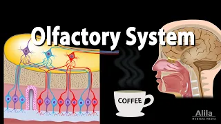 Olfactory System: Anatomy and Physiology, Pathways, Animation.