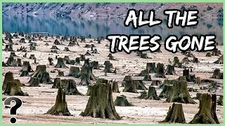 What Would Happen If All The Trees Disappeared?