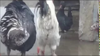 Turkey vs cock