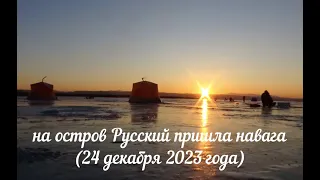 Подошла навага  24 декабря 2024 года  Владивосток