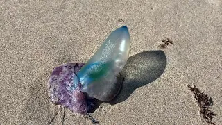 This is a Man of War Jellyfish