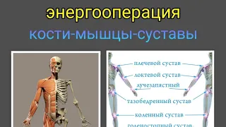 #энергооперация Кости-мышцы-суставы