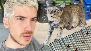 I Trapped & Rescued a Pregnant Cat Off the Street