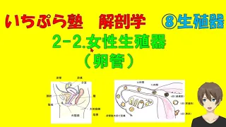 【いちぷら塾】解剖学　8生殖器系　2 2女性生殖器（卵管） #あん摩マッサージ指圧師、鍼灸師