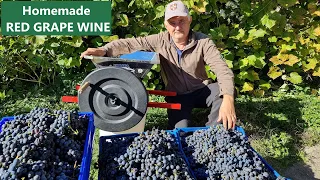 How to Make Wine from Grapes at Home