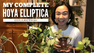 My Complete HOYA ELLIPTICA COLLECTION