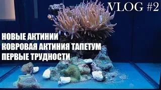 NanoReef 70L.  VLOG#2.  Новые актинии.  Актиния ковровые тапетум.  Первые трудности.