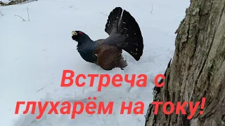 Обыкновенный глухарь (Tetrao urogallus) на току. Национальный парк "Красноярские Столбы".