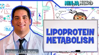 Metabolism | Lipoprotein Metabolism | Chylomicrons, VLDL, IDL, LDL, & HDL