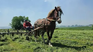 ОБЕРТАЄМО ЛЮЦЕРНУ/РУЖА ПРАЦЮЄ/СЕЗОН СІНОКОСУ 2024 ВІДКРИТО