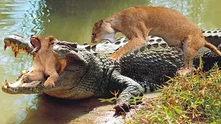 Crocodile Ambush And Defeat The Lion Cross The River | Wild Animals Attacking
