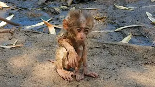 OMG So sad baby monkey Look and feel pity and laugh the little monkey fell into the mud full of dirt