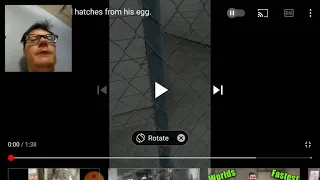 a crackhead hatches from his egg reaction
