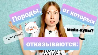 Породы от которых чаще отказываются. Жизнь с мейн-кунами