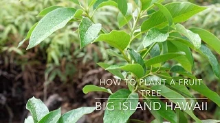 How to Plant a Fruit Tree