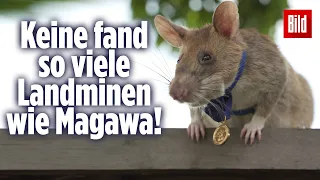 Ratte bekommt Goldmedaille verliehen, weil sie Menschen rettete