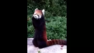 リンゴを食べるレッサーパンダ