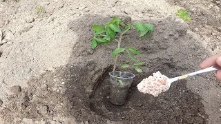 Киньте это в лунку при посадке Томатов сразу пойдут в рост и не будут болеть!