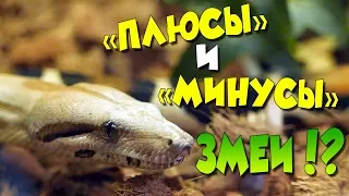 UNUSUAL PET! THE PROS AND CONS OF THE CONTENT OF SNAKES!