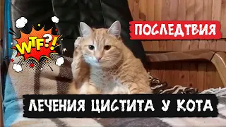 Неожиданные последствия после лечения цистита у кота