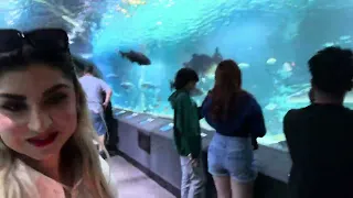 🇺🇸Newport Aquarium Cincinnati May 2024 visit.