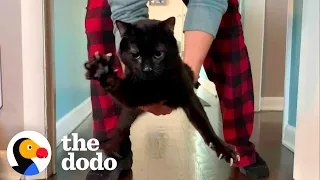 Wobbly Cat Adopts A Tiny, Wobbly Kitten | The Dodo