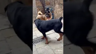 american akita attacks rottwelier real fight