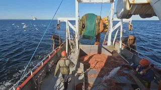 La semaine verte | Dangers en mer