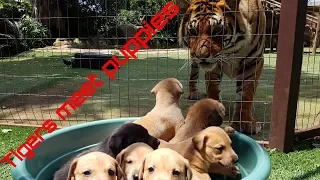 Tigers reaction to puppies