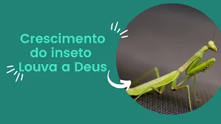 Crescimento do inseto Louva - a - Deus.  Insect growth Praying mantis.