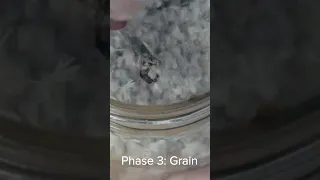 Must-Know Phases Of Mycelium Growth #shorts